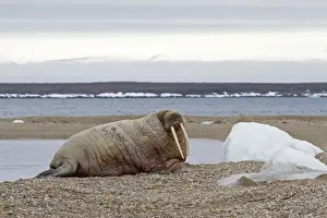 Atlantic Walrus (Odobenus rosmarus rosmarus) adult, resting on shingle, Spitzbergen, Svalbard, july