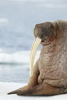 Atlantic Walrus (Odobenus rosmarus rosmarus) adult, close-up of head and front flippers, resting on pack ice, Svalbard