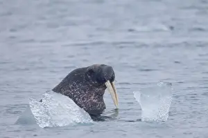 Atlantic Walrus (Odobenus rosmarus rosmarus) adult, swimming beside ice, Spitsbergen, Svalbard, august