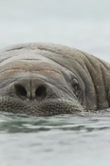 Atlantic Walrus (Odobenus rosmarus rosmarus) adult, close-up of head, at surface of sea, Svalbard, july