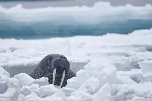 Atlantic Walrus (Odobenus rosmarus rosmarus) adult, swimming amongst ice floes, Spitsbergen, Svalbard, august