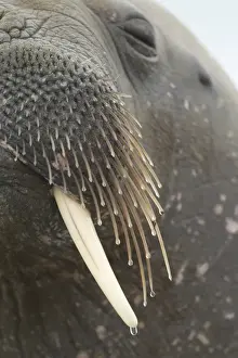 Atlantic Walrus (Odobenus rosmarus rosmarus) adult, close-up of bristles and tusk, Svalbard, july