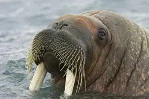 Atlantic Walrus (Odobenus rosmarus rosmarus) adult male, close-up of head, at surface of sea, Spitsbergen, Svalbard