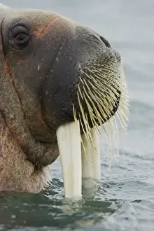 Atlantic Walrus (Odobenus rosmarus rosmarus) adult male, close-up of head, at surface of sea, Spitsbergen, Svalbard