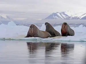 Atlantic Walrus (Odobenus rosmarus rosmarus) three adults, resting on ice floe, Svalbard, July
