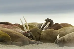 Pinniped Prints: Atlantic Walrus (Odobenus rosmarus rosmarus) adults