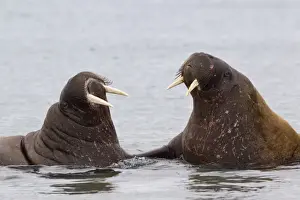 Atlantic Walrus (Odobenus rosmarus rosmarus) two adults, facing each other in sea, Spitzbergen, Svalbard, july