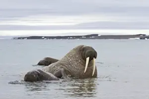 Atlantic Walrus (Odobenus rosmarus rosmarus) three adults, in water on shoreline, Spitzbergen, Svalbard, july
