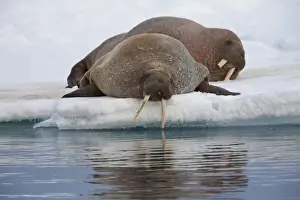 Atlantic Walrus (Odobenus rosmarus rosmarus) two adults, resting on ice floe, Spitsbergen, Svalbard, august