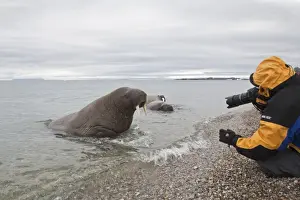 Atlantic Walrus (Odobenus rosmarus rosmarus) three adults, in water on shoreline, being photographed by tourist