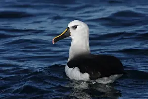 Atlantic Yellow-nosed Albatross (Thalassarche chlororhynchos) adult, swimming, off Mar de Plata, Buenos Aires