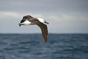 Albatrosses Prints: Atlantic Yellow-nosed Albatross (Thalassarche chlororhynchos) juvenile
