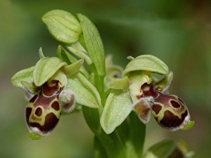 Peloponnese Prints: Attica's Orchid (Ophrys attica) close-up of flowers