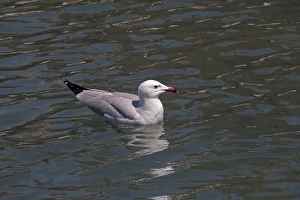 Gulls Prints: Audouins Gull on the Ebro delta, Spain