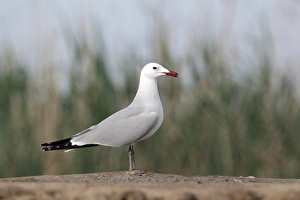Seagull Prints: Audouin's Gull (Larus audouinii) adult