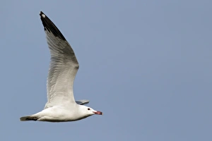 Audouin's Gull (Larus audouinii) adult, summer plumage, in flight, Western Spain, april