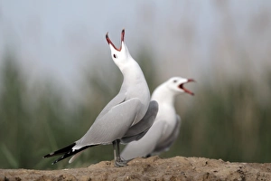 Seagull Prints: Audouin's Gull (Larus audouinii) two adults