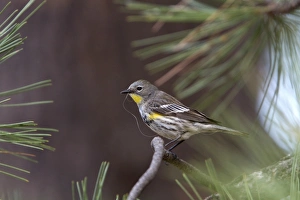 Yellow Prints: Audubons Yellow rumped Warbler, Female with nesting matteral, Utah USA