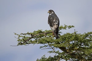 Augur Buzzard (Buteo augur) adult, perched on branch, Lake Nakuru N. P. Great Rift Valley, Kenya, August