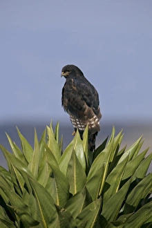 Horn Of Africa Prints: Augur Buzzard (Buteo augur) dark morph
