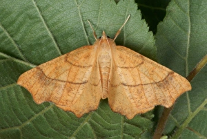 Geometridae Prints: August Thorn (Ennomos quercinaria) adult