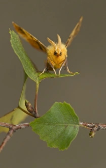 August Thorn (Ennomos quercinaria) adult, resting on birch leaf, Lincolnshire, England, September