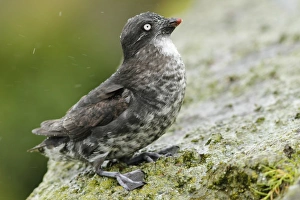 Auks Prints: Least Auklet (Aethia pusillus) adult