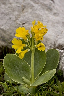 Julian Alps Prints: Auricula (Primula auricula) flowering, growing on limestone, Julian Alps, Slovenia, june