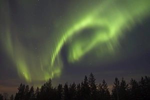 Borealis Prints: Aurora Borealis, over coniferous forest at night, Finland, february