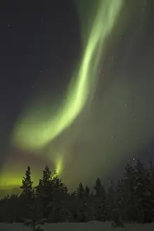 Coniferous Prints: Aurora Borealis, over snow covered coniferous forest at night, Finland, february