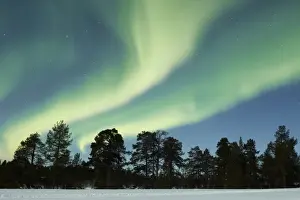 Aurora Borealis, over snow covered coniferous forest at night, Northern Finland, March