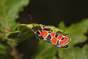 Pyrenees Prints: Auspicious Burnet Moth (Zygaena fausta) adult