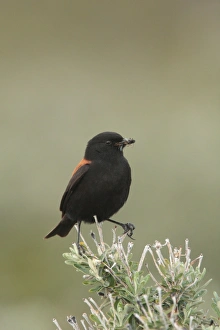 Gather Prints: Austral Negrito (Lessonia rufa) adult male