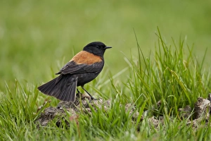 Austral Negrito (Lessonia rufa) adult male, standing on ground, Torres del Paine N. P