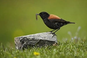 Austral Negrito (Lessonia rufa) adult male, moulting plumage, with grub in beak, Torres del Paine N. P
