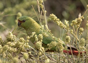 Parakeet Prints: Austral Parakeet (Enicognathus ferrugineus) adult