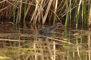 Wading Prints: Austral Rail (Rallus antarcticus) adult