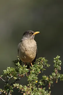 Austral Thrush (Turdus falcklandii magellanicus) adult, perched in bush, El Chalten, Santa Cruz, Argentina, november