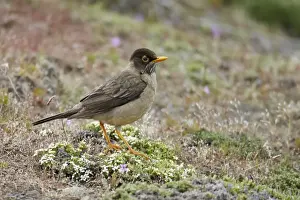 Austral Thrush (Turdus falcklandii magellanicus) adult, standing on ground, Torres del Paine N. P