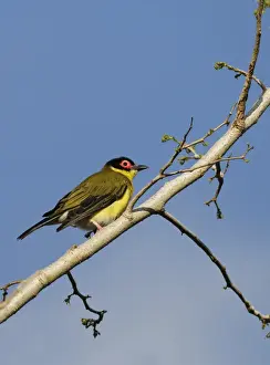 Australasian Figbird (Sphecotheres vieilloti flaviventris) Yellow Figbird subspecies, adult male, perched on branch