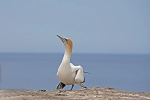 Clifftops Prints: Australasian Gannet (Morus serrator) adult