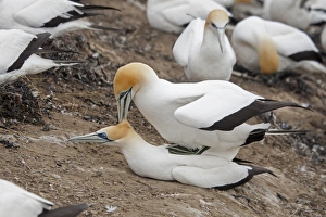 Australasian Gannet (Morus serrator) adult pair, mating in colony, Cape Kidnappers, Hawke's Bay, North Island, New Zealand, november