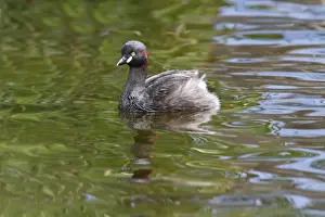 Grebes Prints: Australasian Grebe (Tachybaptus novaehollandiae) adult male