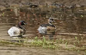 Australasian Grebe (Tachybaptus novaehollandiae) adult pair, swimming, Ormiston Gorge, West MacDonnell N. P