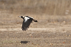 Queens Land Prints: Australasian Magpie (Gymnorhina tibicen) adult