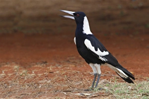 Australasian Magpie (Gymnorhina tibicen) adult, singing, standing on ground, Western Australia, Australia