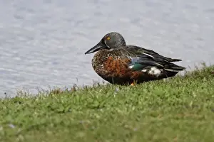 Drakes Prints: Australasian Shoveler (Anas rhynchotis) adult male