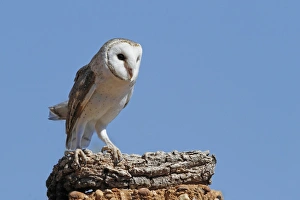 Owls Prints: Australian Barn Owl (Tyto delicatula) adult