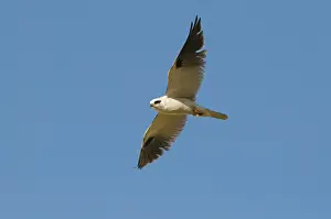 Kites Prints: Australian Black-shouldered Kite (Elanus axillaris) adult