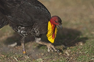 Australian Brush-turkey (Alectura lathami) adult, foraging, scratching ground with feet, Noosa, Queensland, Australia